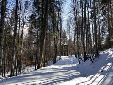 Ormanda kar kapalı yol