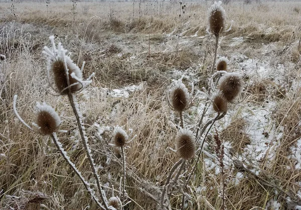 Cardo marchito en un campo congelado — Foto de Stock