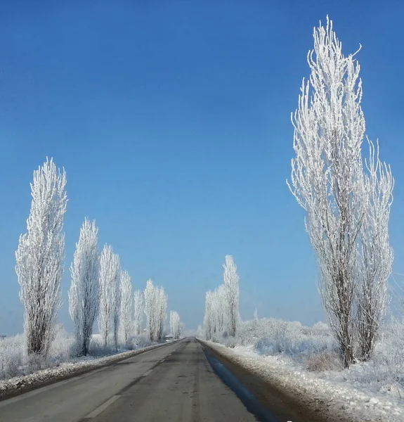 겨울에 얼어붙은 나무 — 스톡 사진