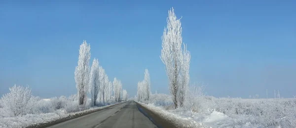 겨울에 얼어붙은 나무 — 스톡 사진