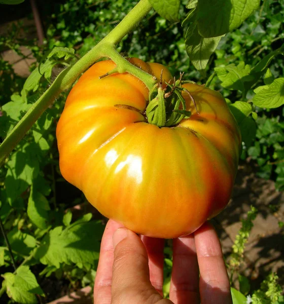 Pomodoro arancione su vite — Foto Stock