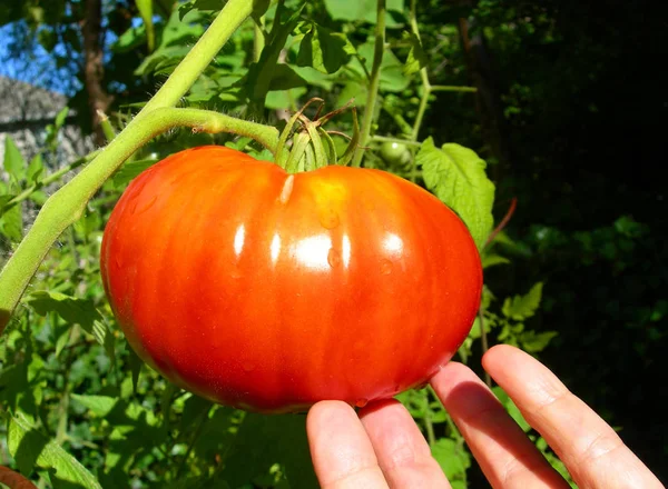 Pomodoro rosso maturo — Foto Stock