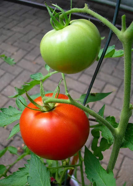 Pomodori rossi e verdi — Foto Stock