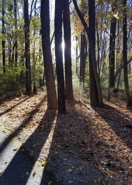 Trees projecting shadows