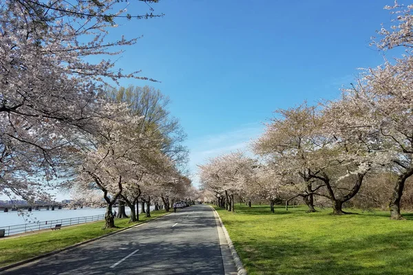 Le festival Cherry blossom à Washington DC, États-Unis — Photo