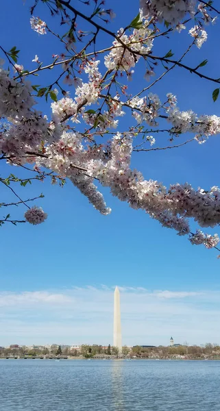 Фестиваль цветения сакуры в Вашингтоне, США — стоковое фото