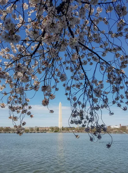 O festival da flor de cerejeira em Washington DC, EUA — Fotografia de Stock