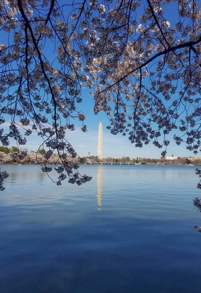 O festival da flor de cerejeira em Washington DC, EUA — Fotografia de Stock