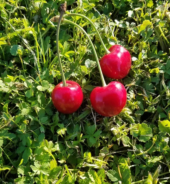 Zralé višně na trávě — Stock fotografie
