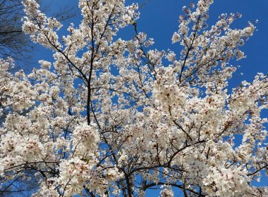 Cherry Blossom Festivali Washington Dc, ABD