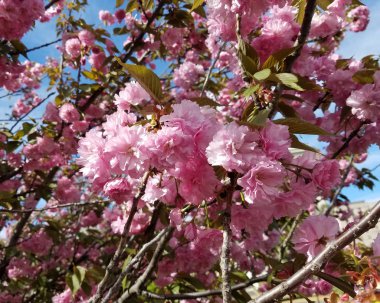 Pembe çiçek ağaçlar ilkbaharda çiçek açan