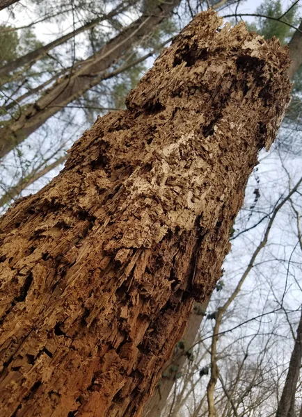 Tronc d'arbre en décomposition dans la forêt — Photo