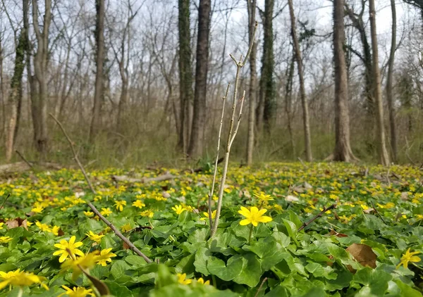 Brzy na jaře s jasně žlutými květy — Stock fotografie