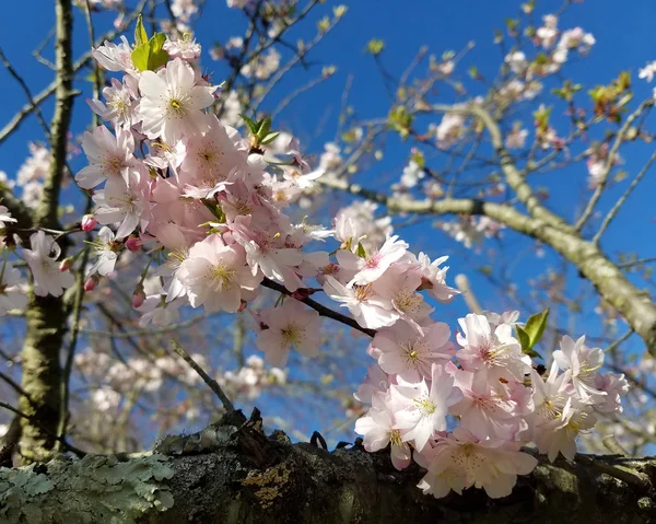 Fleurs de cerisier en fleurs — Photo