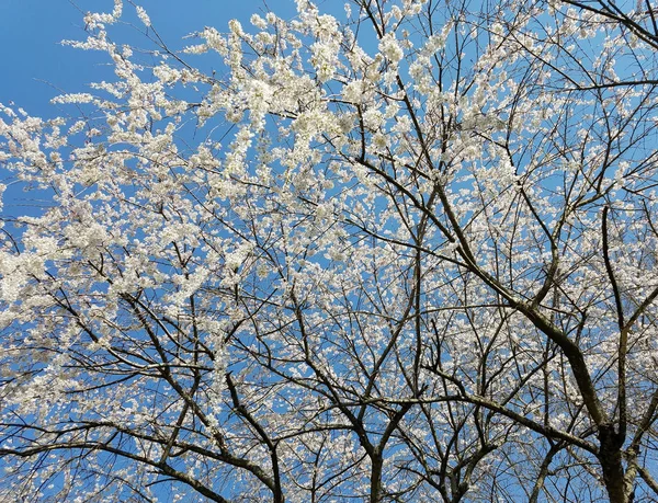 春天盛开的白色樱桃树 — 图库照片
