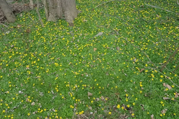 Fondo primavera con fiori gialli — Foto Stock