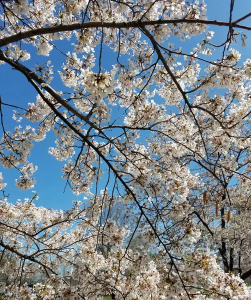 美国华盛顿特区的樱花节 — 图库照片