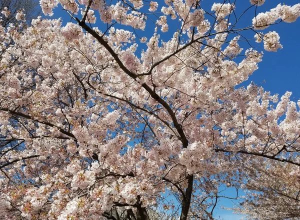 Cerezos florecientes en primavera — Foto de Stock