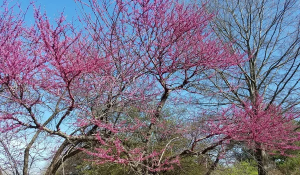 Blooming pink flower trees in spring — Stock Photo, Image