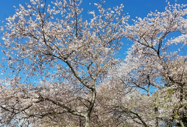 Cerezos florecientes en primavera contra un cielo azul . — Foto de Stock