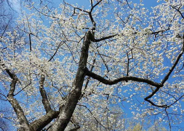 Fioritura alberi di ciliegio bianchi in primavera contro un cielo blu . — Foto Stock