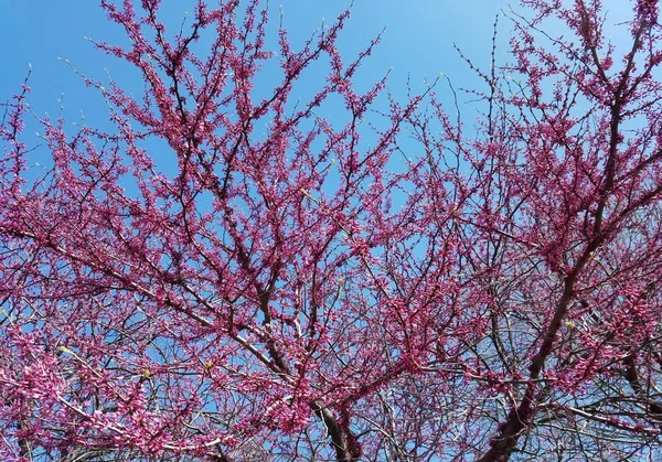 盛开的粉红色的花朵在春天对蓝天. — 图库照片