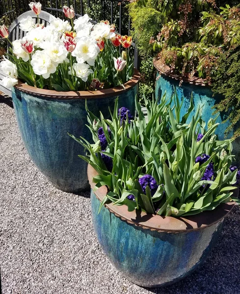 Ceramic pots with white tulips and blue hyacinth — Stock Photo, Image