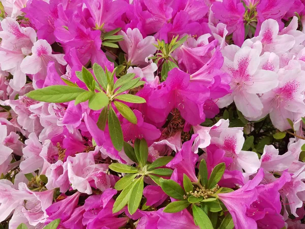 Lírio árvore de flores em flor — Fotografia de Stock