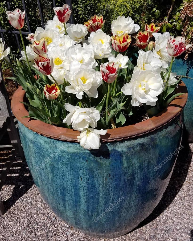 Ceramic pot with white tulips — Stock Photo © 3000ad 180502588