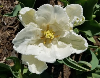 Beyaz Lale yakın çekim