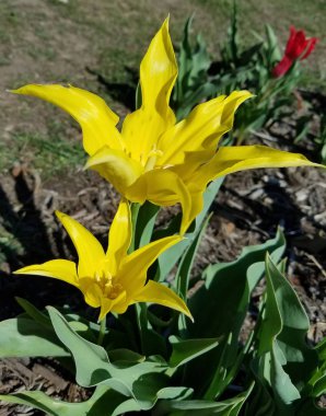 Sarı laleler yakın çekim