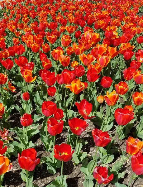 Tulipani rossi aiuola — Foto Stock