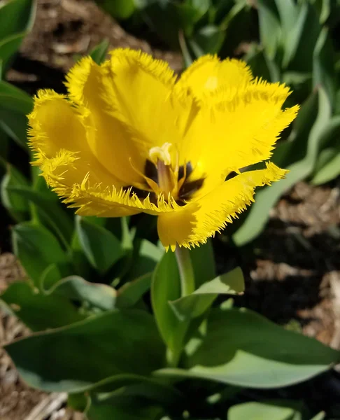 Nahaufnahme auf einer gelben Tulpe — Stockfoto