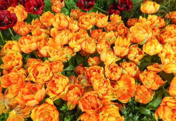 Cama de flores de tulipa vermelha e laranja — Fotografia de Stock
