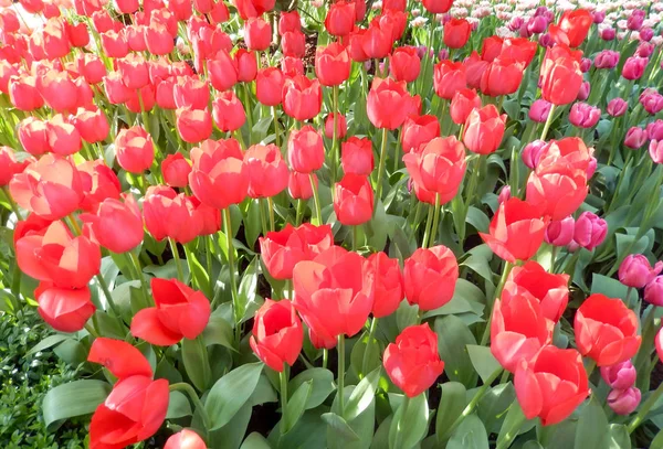 Tulipani rossi aiuola — Foto Stock