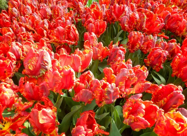 Gros plan sur les tulipes rouges — Photo