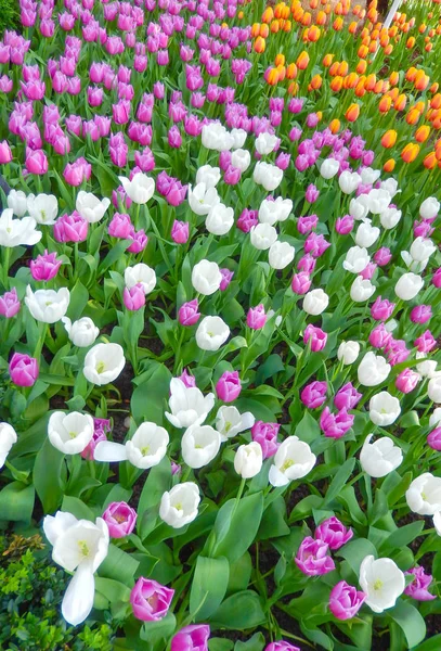 Paesaggio primaverile con tulipani multicolori — Foto Stock