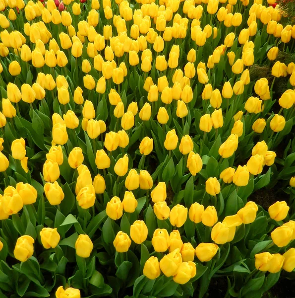 Tulipani gialli aiuola — Foto Stock