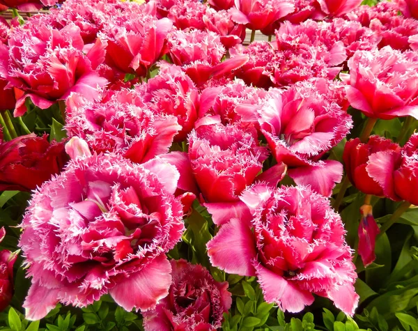 Close-up em um canteiro de flores tulipas vermelhas — Fotografia de Stock