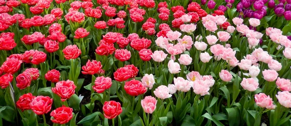 Paesaggio floreale con aiuola di tulipani rossi — Foto Stock
