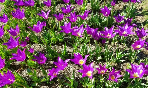 Close-up on ultra violet tulips — Stock Photo, Image