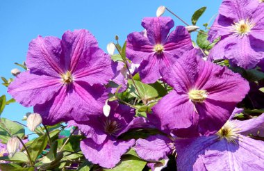 Akasma çiçek çiçeklenme yakın çekim