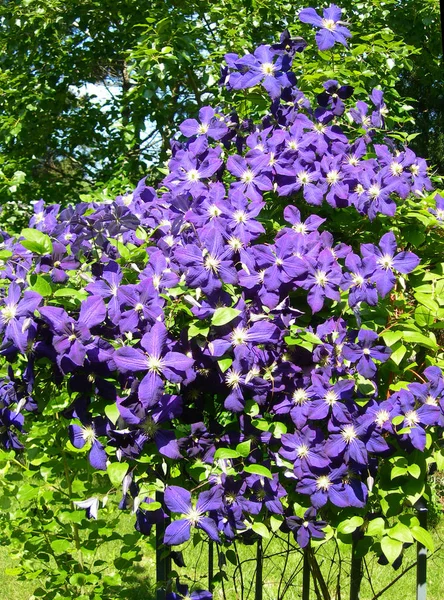 Una vite rampicante di fiori di Clematis viola — Foto Stock