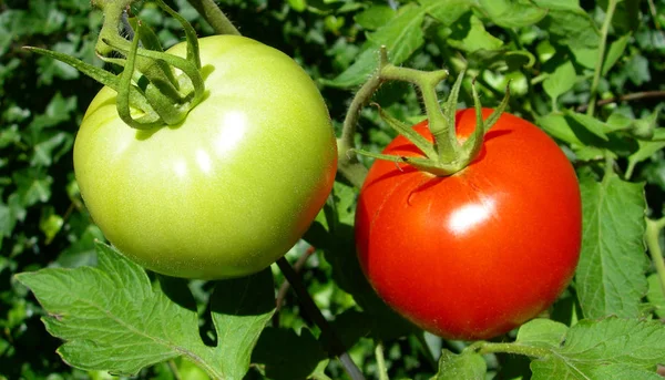 Pomodori rossi e verdi — Foto Stock