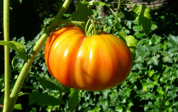 Tomate orange sur vigne — Photo