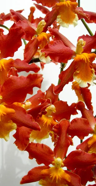 Floraler Hintergrund mit Orchideen — Stockfoto