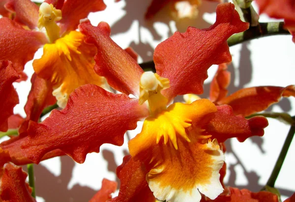 Blumen Hintergrund mit Orchidee Nahaufnahme — Stockfoto