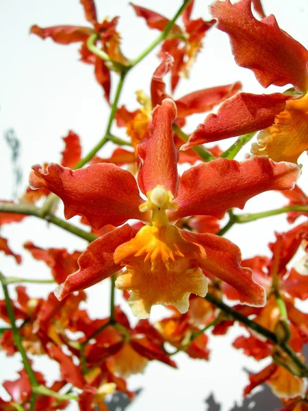 Closeup on a red orchid — Stock Photo, Image