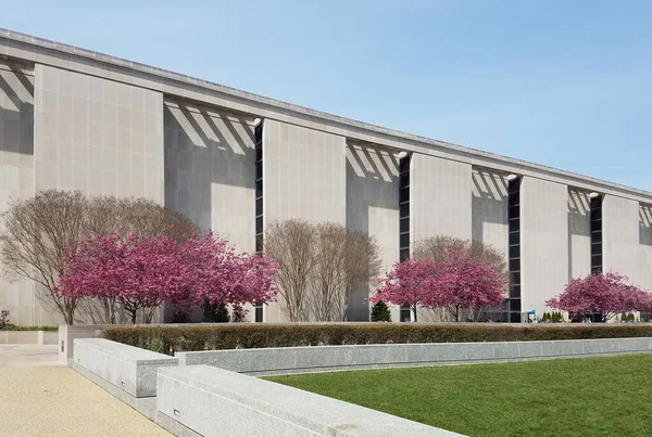 Blooming pink cherry trees in front of a modern building — 스톡 사진