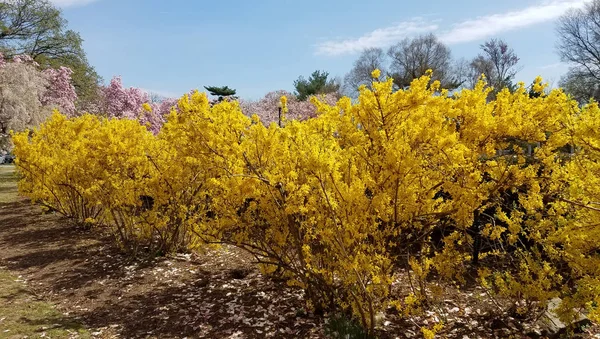 Yellow Forsythia bushes in bloom